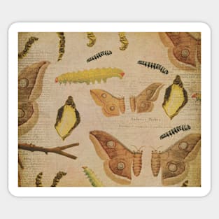 Vintage moth caterpillar design. Sticker